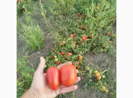 Зображення для оголошення Продам помідор з поля
