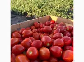 Зображення для оголошення Помідор з поля сливка