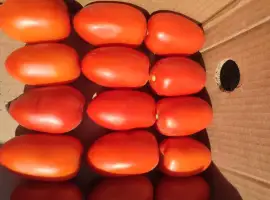 Зображення для оголошення Продам помідор томат сливка