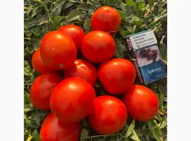 Зображення для оголошення Продам томат помідор Асвон круглий
