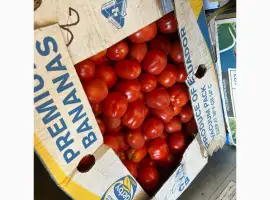Зображення для оголошення Продам помідор сорту сливка крупна та середня