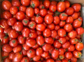 Зображення для оголошення Продам помідор