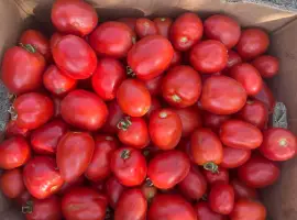 Зображення для оголошення Продам помідор