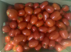 Зображення для оголошення Продам помідори