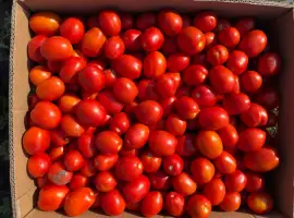 Зображення для оголошення Продам помідор