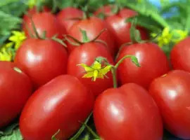 Зображення для оголошення Купим помидор