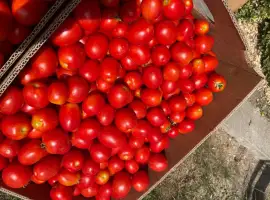 Зображення для оголошення Продам помідор сливка