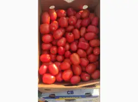 Зображення для оголошення Продам помидор