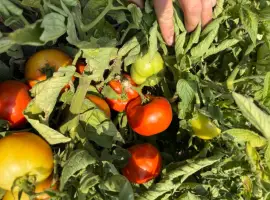 Зображення для оголошення Продам помідори бобкат та Діно