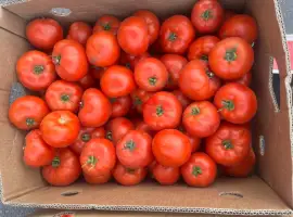 Зображення для оголошення Продам помідор сорт 1504