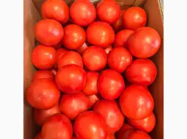 Зображення для оголошення Продам помідор червоний