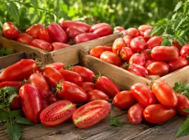 Зображення для оголошення Продам помідори-сливки Брісколіно від виробника - 20 грн/кг