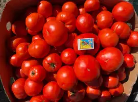 Зображення для оголошення Продам томати/помідори