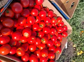 Зображення для оголошення Продам помидор асвон