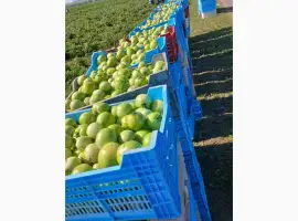 Зображення для оголошення Продам зелёный помидор