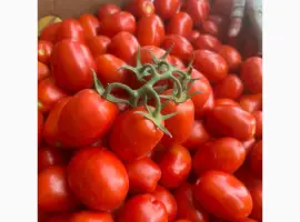 Зображення для оголошення Продам помідор сливка