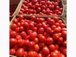 Зображення для оголошення ПРОДАМ томат