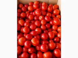Зображення для оголошення Продам свіжі помідори з власного поля