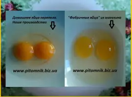 Зображення для оголошення Свежие яйца перепелов