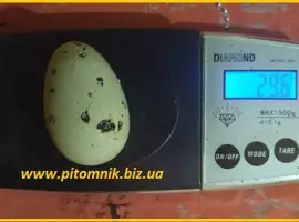 Зображення для оголошення Яйца перепелиные BIO - премиум индоперепел