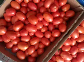 Зображення для оголошення Продам помідори від виробника декілька сортів. Відпускаем від 5 тонн