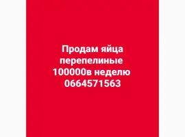 Зображення для оголошення Продам яйца перепелиные оптом