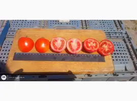 Зображення для оголошення Продам помидорчик полевой мега качество
