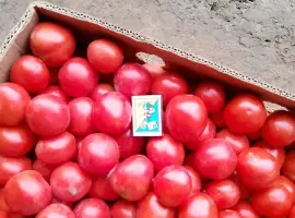Зображення для оголошення Продам товарну помідору