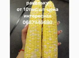 Зображення для оголошення Продам кукурузу качаны сладкую ракель