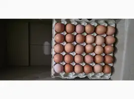 Зображення для оголошення Столове яйце