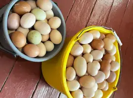 Зображення для оголошення Яйця домашні
