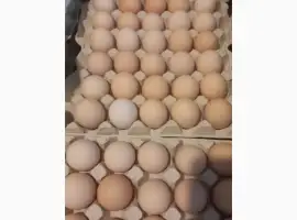 Зображення для оголошення Яйця курячі столові