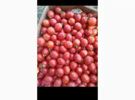 Зображення для оголошення Продам томати