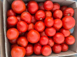 Зображення для оголошення Продам помідор