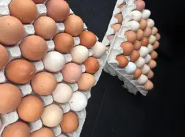 Зображення для оголошення Продам Яйце домашнє (опт /дрібний опт /роздріб)