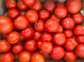 Зображення для оголошення Продам помідори