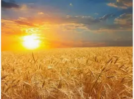 Зображення для оголошення Куплю зерно