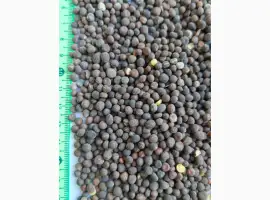 Продам вику озиму (горошок паннонський)