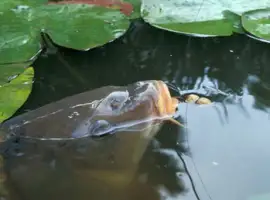 Зображення для оголошення Зарыбление водоемов