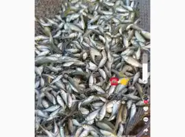 Зображення для оголошення Продам малёк