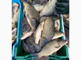 Зображення для оголошення Продам живу рибу
