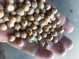 Зображення для оголошення Нут Заховит