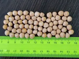 Зображення для оголошення Нут крупний 10+ мм