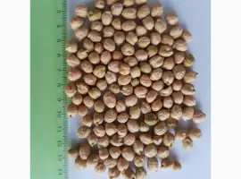 Зображення для оголошення Нут крупний 8+ продам виробник
