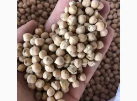 Зображення для оголошення Куплю нут на переробку
