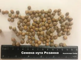 Зображення для оголошення Сорт нута Розанна