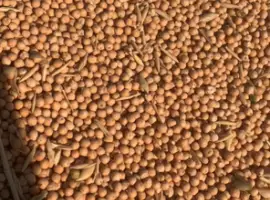 Зображення для оголошення Продам нут