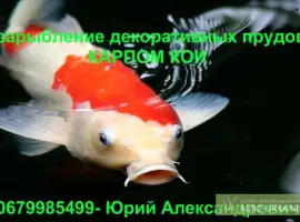 Зображення для оголошення Карпы Кои