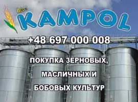 Зображення для оголошення Куплю сорго белое