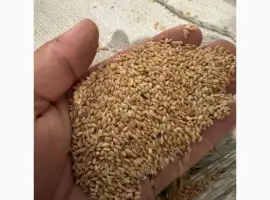 Зображення для оголошення Продам відходи проса після чистки